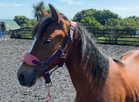 Registered Welsh Sec c