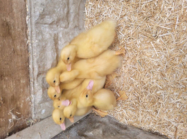 Cherry ducklings
