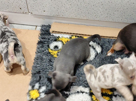 Baby Blue Jacks
