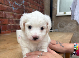Lovely white male multi poo