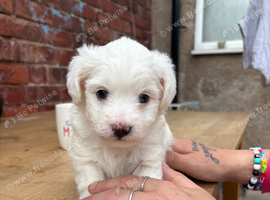 Lovely male puppy available for he&rsquo;s forever home