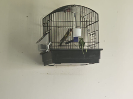 2025 goldfinch pair for sale