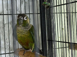 Baby conure Glasgow
