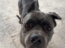 Cane corso 2years old