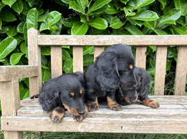 Miniature dachshund