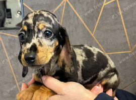 Miniature dachshund
