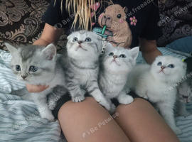 British Shorthair kittens