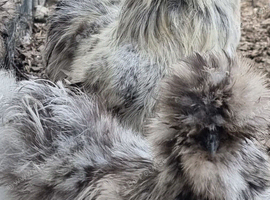 Silkie hatching eggs