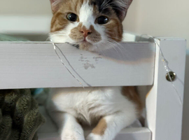 Sisters are looking for home