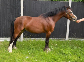 Stunning 3-Year-Old Bay Gelding