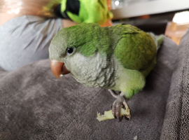 Pair of hand reared quaker parrots, male/female