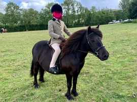 Reg Standard Family Shetland