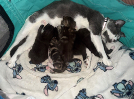 Kittens for sale