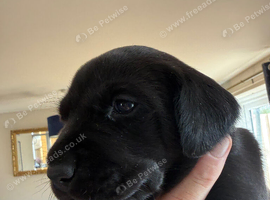 2 KC registered BLACK bitches