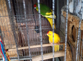 Kakarikis for sale