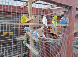 Budgies for sale.....