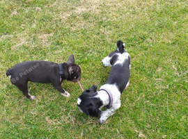 French Bulldog puppy