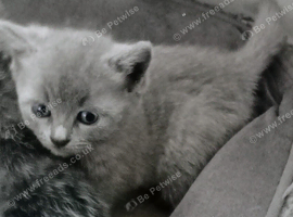 Beautiful british shorthead very loving kittem
