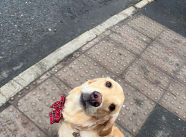 Golden Retriever Male