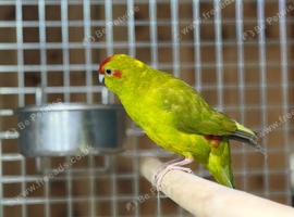 Kakarikis