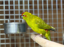 Kakarikis parrot