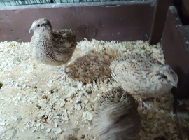 4 female Italian jumbo quail.