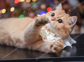British Shorthair STUD (not for sale)
