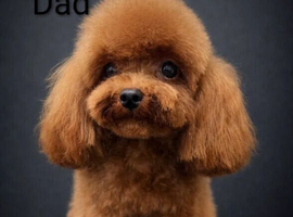 Adorable Asian red toy poodles
