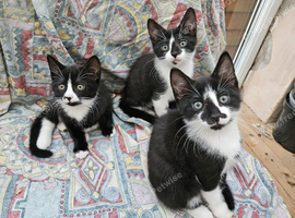 3 lovely kittens ready to be rehomed