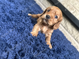 Cocker spaniel puppies for sale,