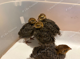 Unsexed 4x Quail Chicks 2 weeks old &pound;10 each