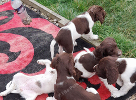 Gorgeous English Springer Spaniel Puppies