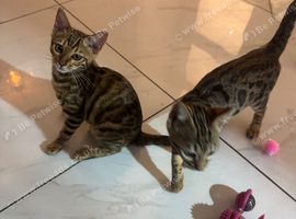 Pedigree Bengal kittens 2 girls left