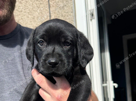 KC registered Labrador puppies