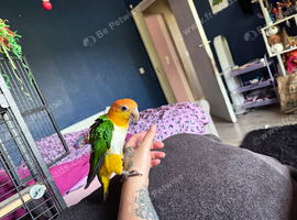 Male baby caique