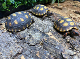 Cherry Head Tortoises at Birmingham Reptiles