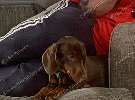 Seeet little dachshund