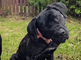 Cane corso female