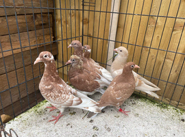 Top Muleuman racing pigeons for sale in Birmingham