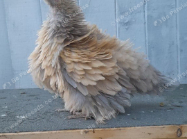 1 frizzle bantam chicken