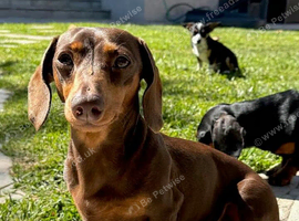 Miniature dachshund 4 years old