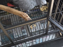 African Grey for sale female