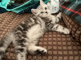 Scottish fold kitten reduced in price