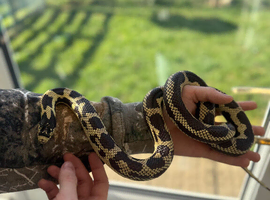 Pair of king snakes and a male Retic