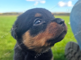 Stunning Rottweiler Puppies