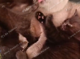 British shorthair X kittens