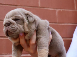 English bulldog puppies
