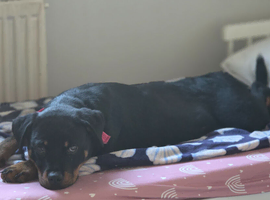 Rottweiler puppy 7 months