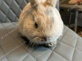 Mini lion lop bunnies