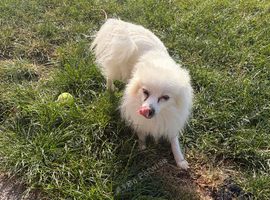 White with tiny bit brown male pom